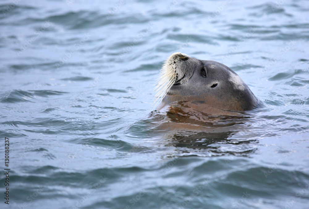 Fototapeta premium Bearded seal sleeping in the water 