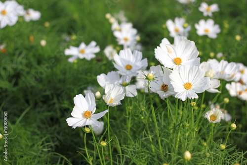 Cosmos flowers