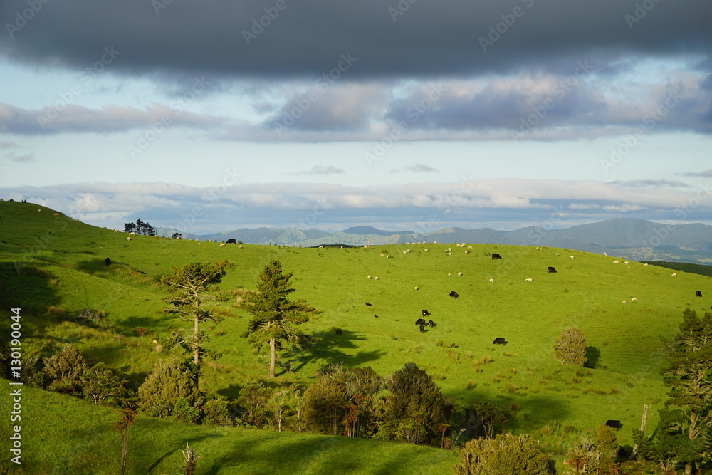 Fototapeta premium Neuseeland_Landschaft1