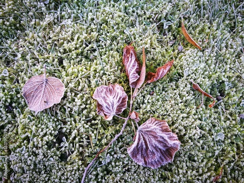 Lila schimmernde Lindenblätter nach dem ersten Nachtfrost in einem Garten in Oerlinghausen bei Bielefeld im Teutoburger Wald in Ostwestfalen-Lippe photo