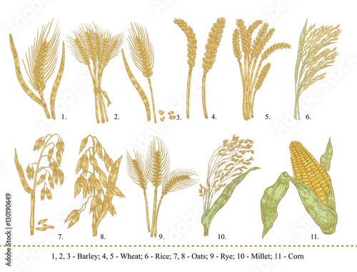 Cereal set. Hand drawn barley, wheat, rice, oats, rye, millet, corn