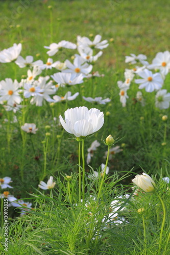 Cosmos flower. © tommika