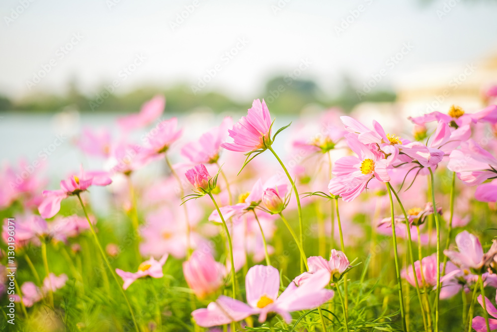 Cosmos bipinnatus flowers blooming in the garden. Cosmos bipinnatus flowers blooming in the garden.