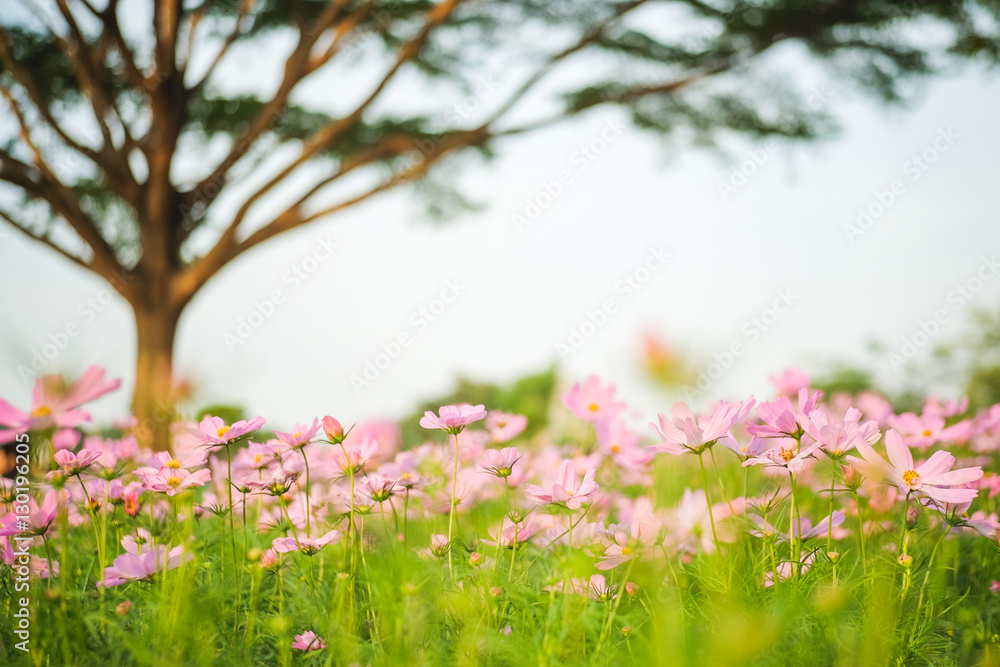 Cosmos bipinnatus flowers blooming in the garden with tree. Cosmos bipinnatus flowers blooming in the garden with tree.