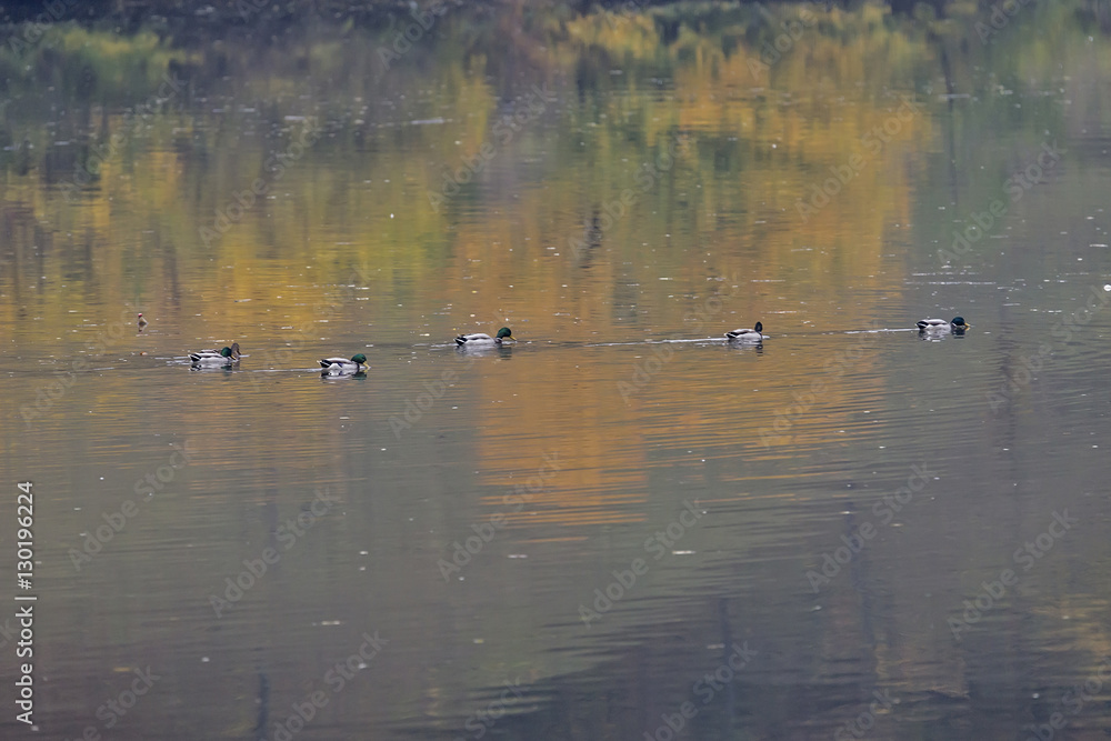 Nile geese in the Danube river Nile geese in the Danube river