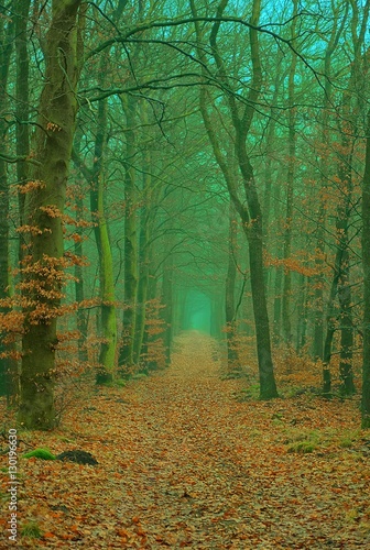 Scenic image of mysterious autumn forest with fog and trail.