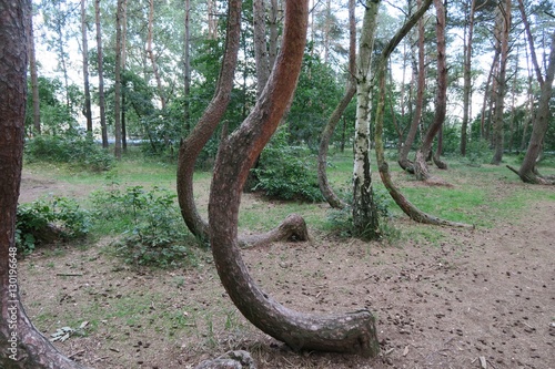 Crooked forest in Poland