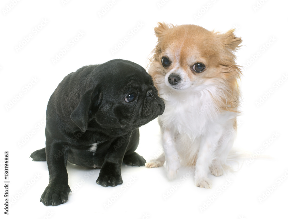 puppy black pug and chihuahua