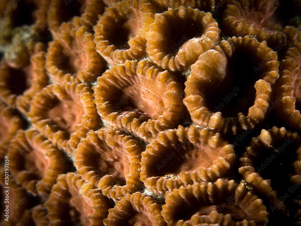 Coral Reef Texture, Macro Coral Reef Texture, Macro