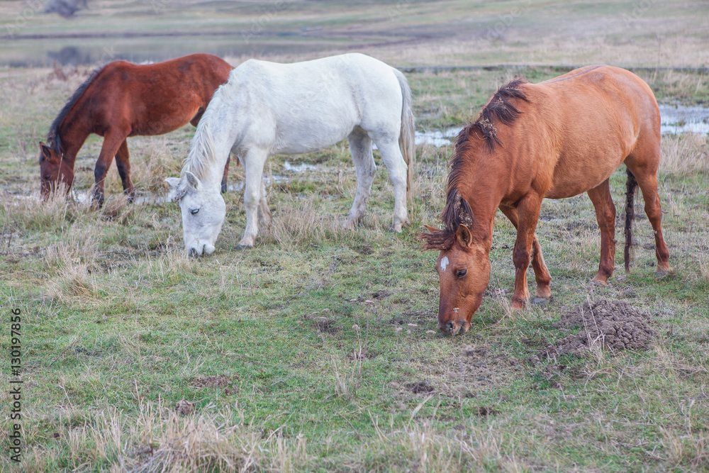 three wild horses grazing