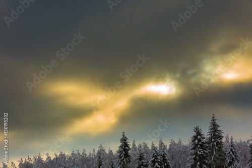 Close up sun and forest trees branches at snowy winter day