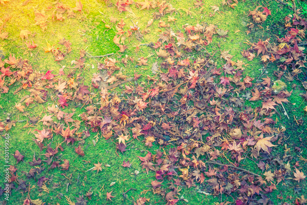 Red Yellow autumn maple leaves on fresh spring green grass Red Yellow autumn maple leaves on fresh spring green grass