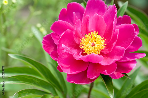 Pink peony flower