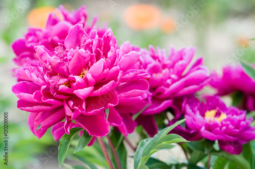 Pink peony flower