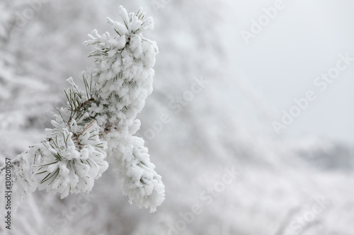 snow-covered branch pine