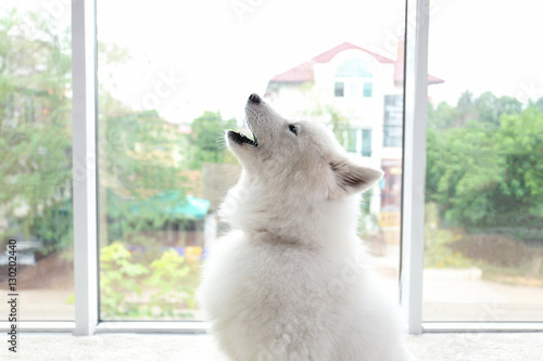 Samoyed dog howling on light background