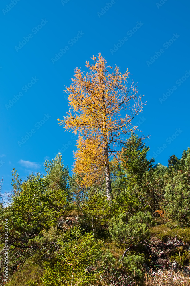 Yellow tree between green trees on hill