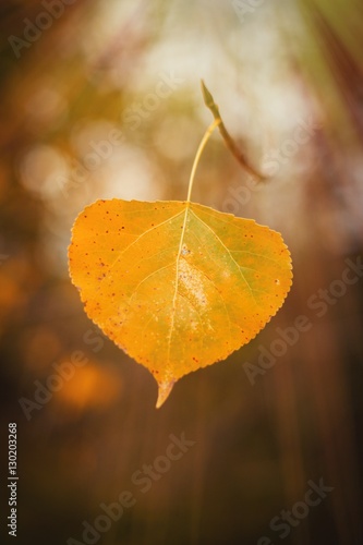 Yellow leaf with the sunny light in the Autumn