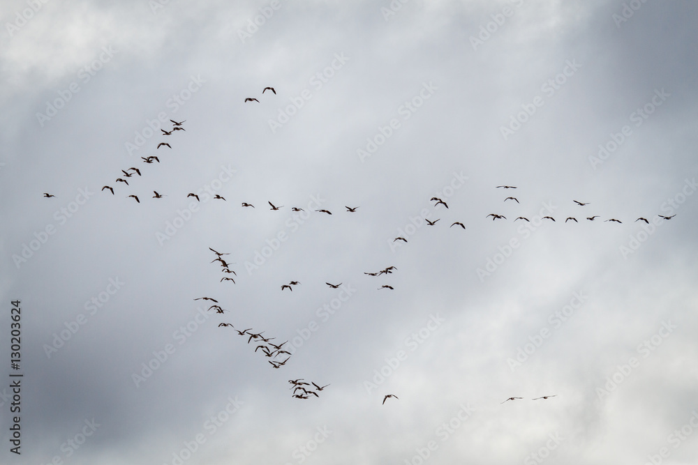 Formación de Ánsares Comunes en vuelo. Anser anser. Reserva Natural Lagunas de Villafáfila, Zamora, España. Formación de Ánsares Comunes en vuelo. Anser anser. Reserva Natural Lagunas de Villafáfila, Zamora, España.