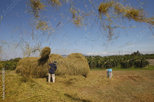 Rice threshing, Mui Ne, Bin Thuan, Vietnam photo