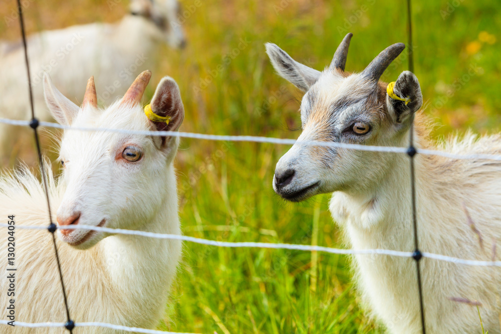 Goats eating grass on pasture