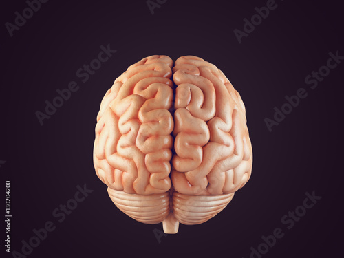 Realistic brain illustration