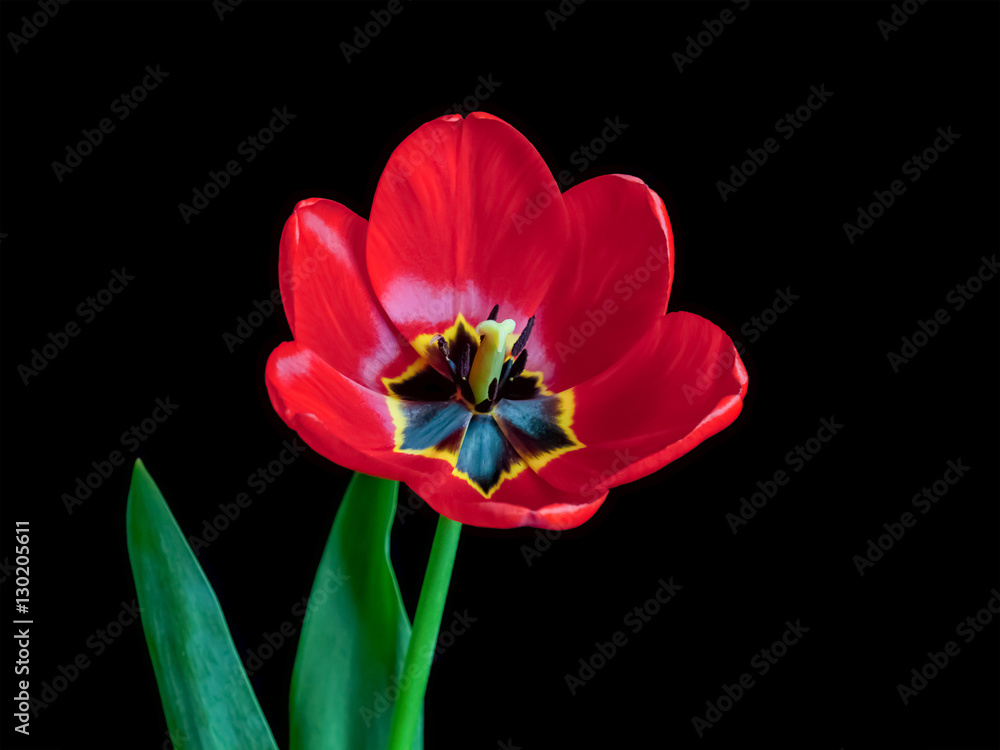 Beautiful red tulip, spring flower wallpaper Beautiful red tulip, spring flower wallpaper