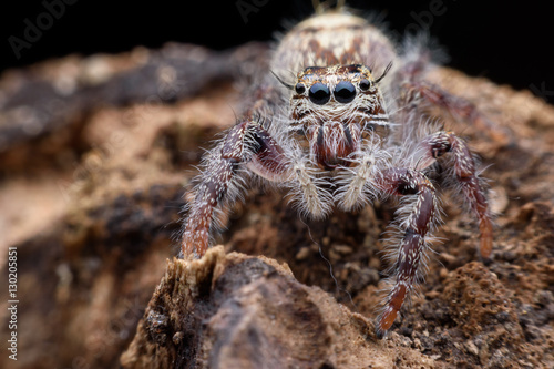 Super macro female Hyllus diardi or Jumping spider on rottedwood