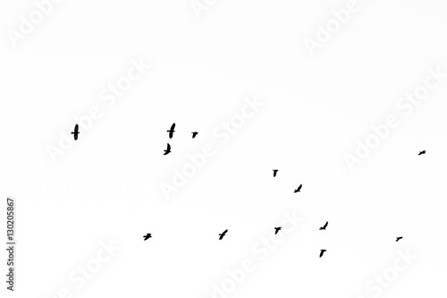 A flock of flying birds on a white background