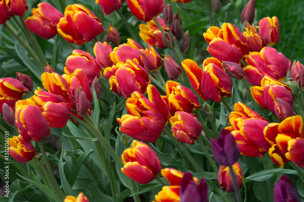 beautiful red yellow tulip flower in the garden beautiful red yellow tulip flower in the garden