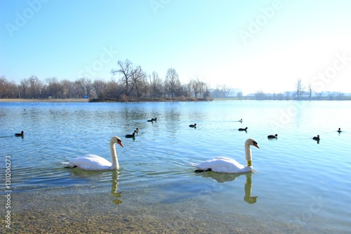 Swans on lake 
