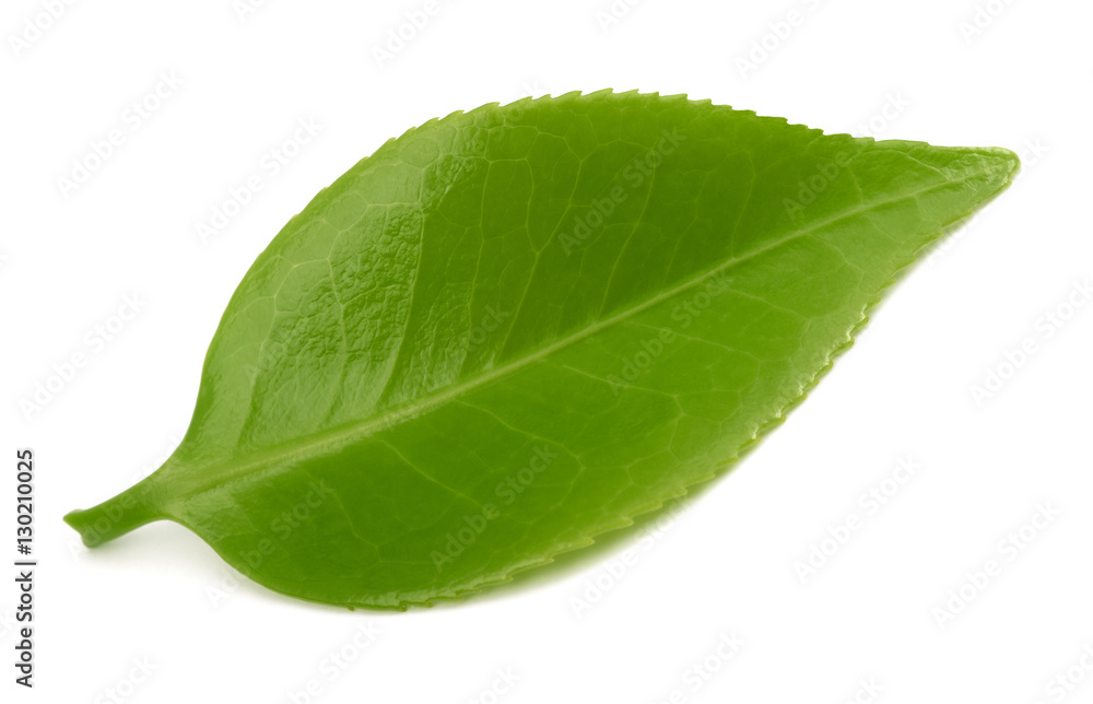 Obraz premium Green Tea leaf