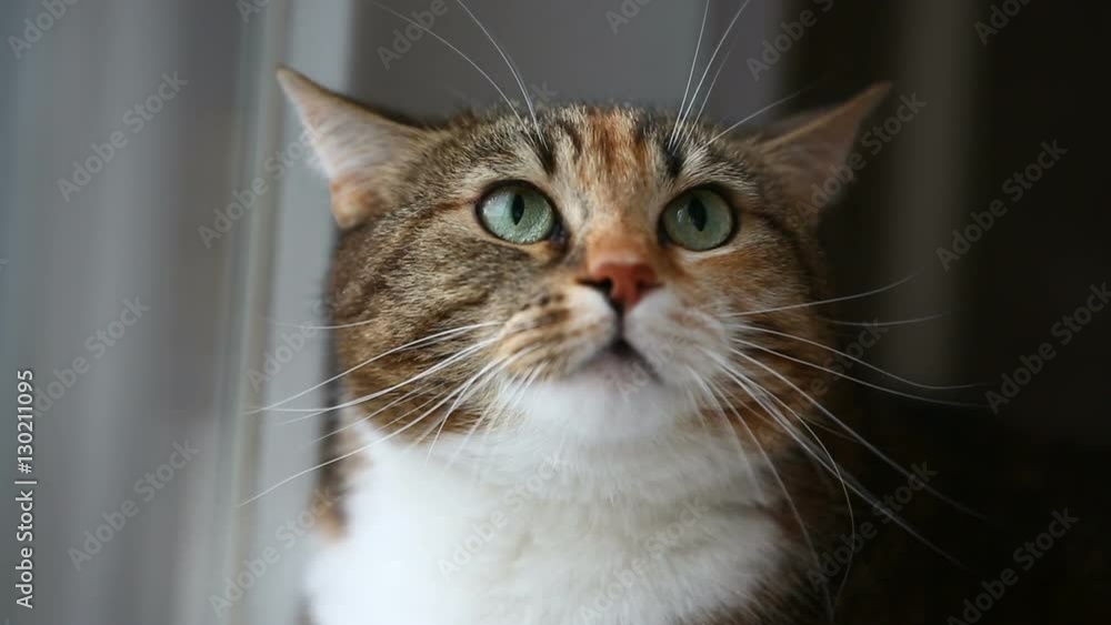 Aggressive domestic cat sitting on a window sill Aggressive domestic cat sitting on a window sill