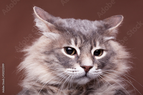 Fototapeta Naklejka Na Ścianę i Meble -  Funny cranky cat in studio on brown background