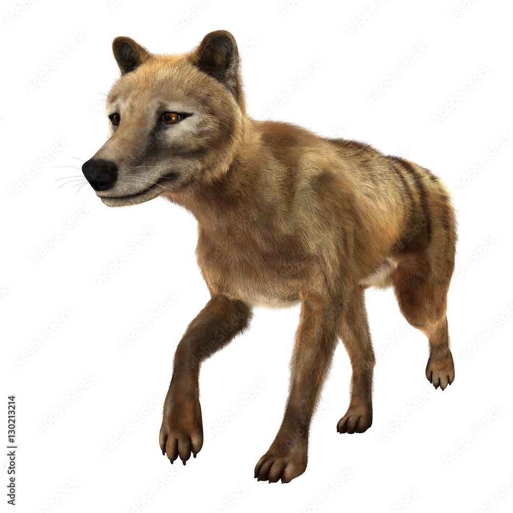 Fototapeta premium 3D Rendering Thylacine on White