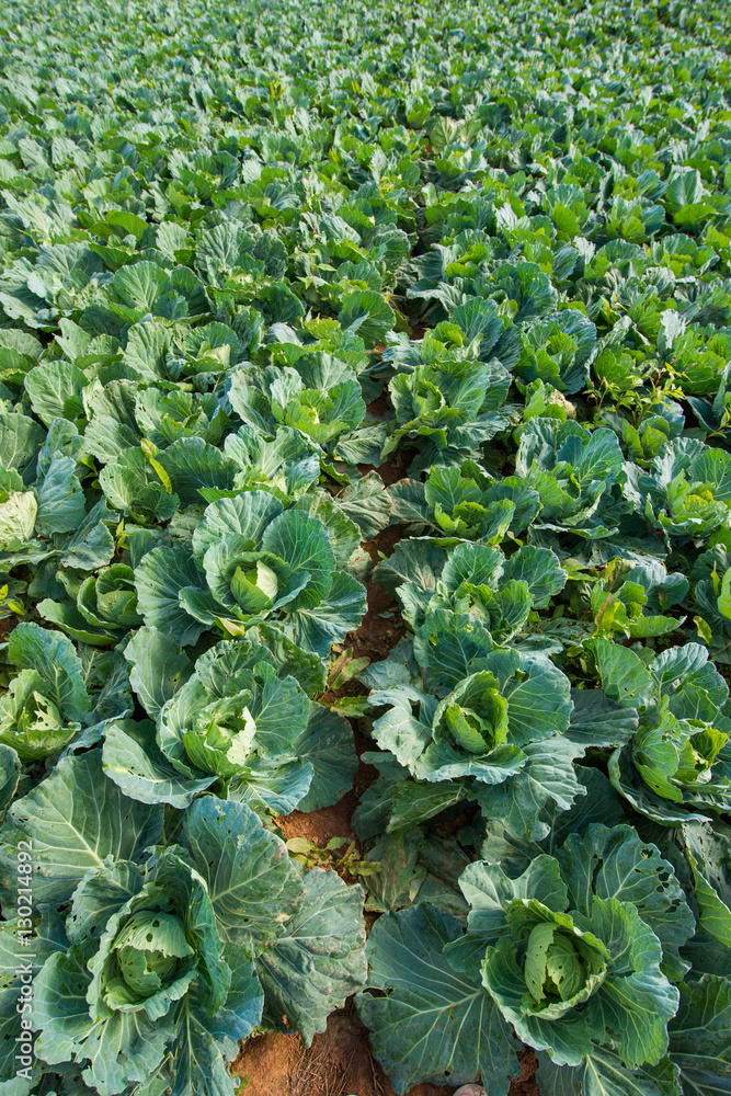 Cabbage planted on garden in hill Cabbage planted on garden in hill