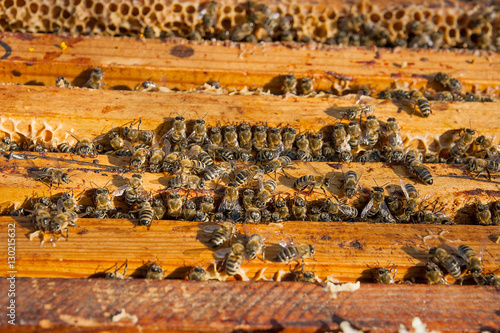 Close up view of the bees swarming on a honeycomb.