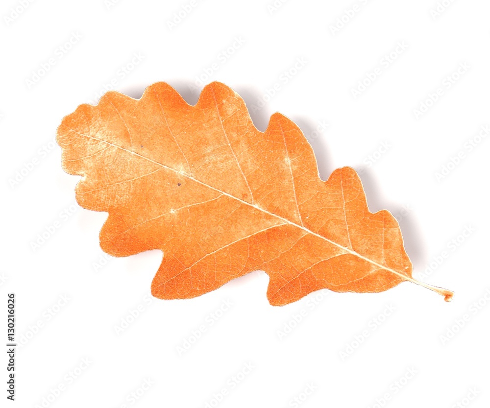 Obraz premium realistic 3d render of leaf