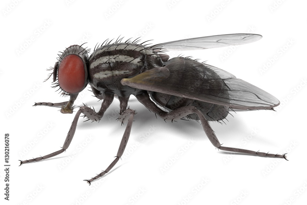realistic 3d render of musca domestica - common fly realistic 3d render of musca domestica - common fly