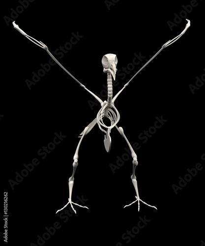 realistic 3d render of pigeon skeleton © bescec