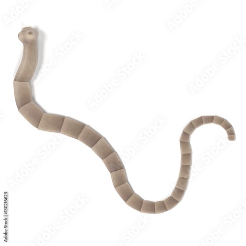 Cuadro en lienzo realistic 3d render of tapeworm