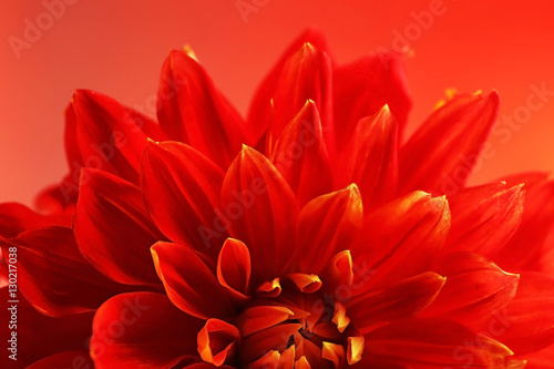 Beautiful red dahlia flower, closeup