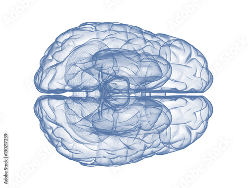 Human brain 3d render isolated on white background top view