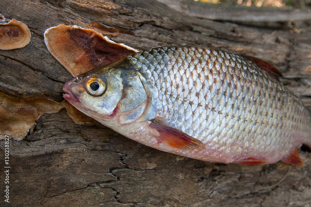 Several common roach fish on green grass. Catching freshwater fi Several common roach fish on green grass. Catching freshwater fi