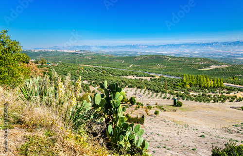 Andalusian landscape at Baeza, Spain photo