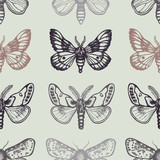 Seamless pattern with moths. Hand drawn. Vector illustration.