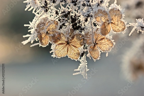 Fototapeta Naklejka Na Ścianę i Meble -  Samenstand einer Samthortensie (Hydrangea sargentiana) mit Raureif 

