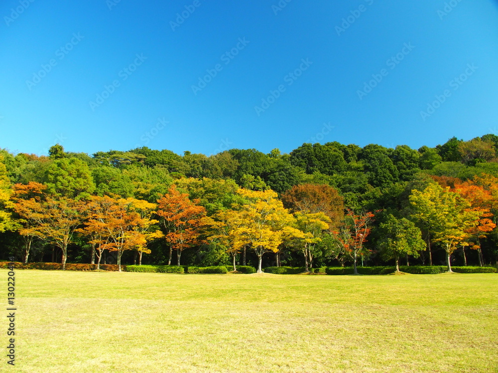 秋の草原と林風景