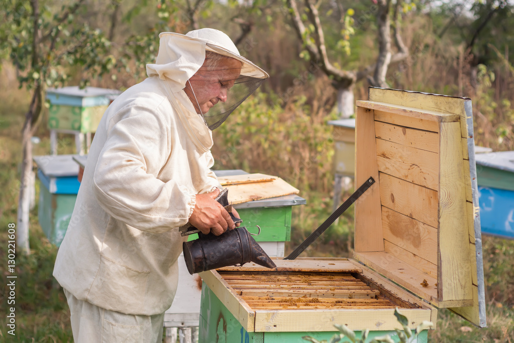 Beekeeper is working with bees and beehives on the apiary. Beekeeper is working with bees and beehives on the apiary.
