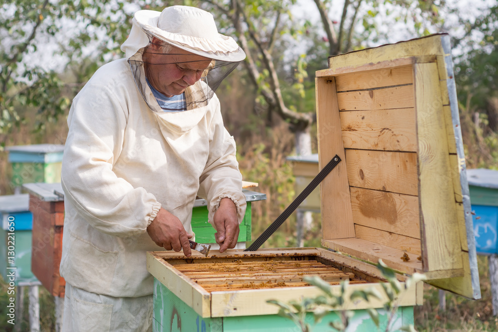 Beekeeper is working with bees and beehives on the apiary. Beekeeper is working with bees and beehives on the apiary.